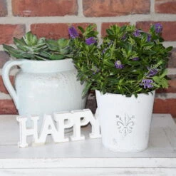 Hebe 'All Blooms®' Blau, Topf-Ø 12 Cm, 6er-Set 25 Hebe 'All Blooms®' Blau, Topf-Ø 12 Cm, 6er-Set -LECHUZA || Wagner Verkaufsgeschäft 0690190099 Koelle Hebe All Blooms T12 blau 6er Set WS 12 95608