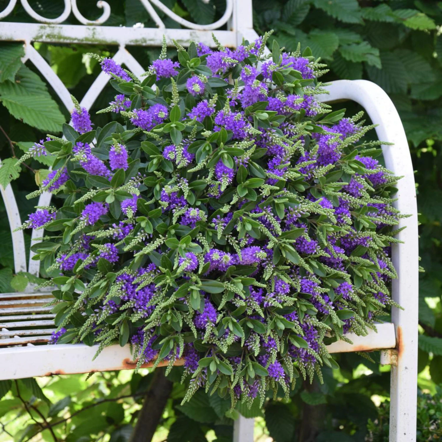 Hebe 'All Blooms®' Blau, Topf-Ø 12 Cm, 6er-Set 9 Hebe 'All Blooms®' Blau, Topf-Ø 12 Cm, 6er-Set – Bild 7