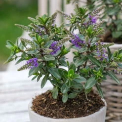 Hebe 'All Blooms®' Blau, Topf-Ø 12 Cm, 6er-Set 29 Hebe 'All Blooms®' Blau, Topf-Ø 12 Cm, 6er-Set -LECHUZA || Wagner Verkaufsgeschäft 0690190099 Koelle Hebe All Blooms T12 blau 6er Set WS 1 95613