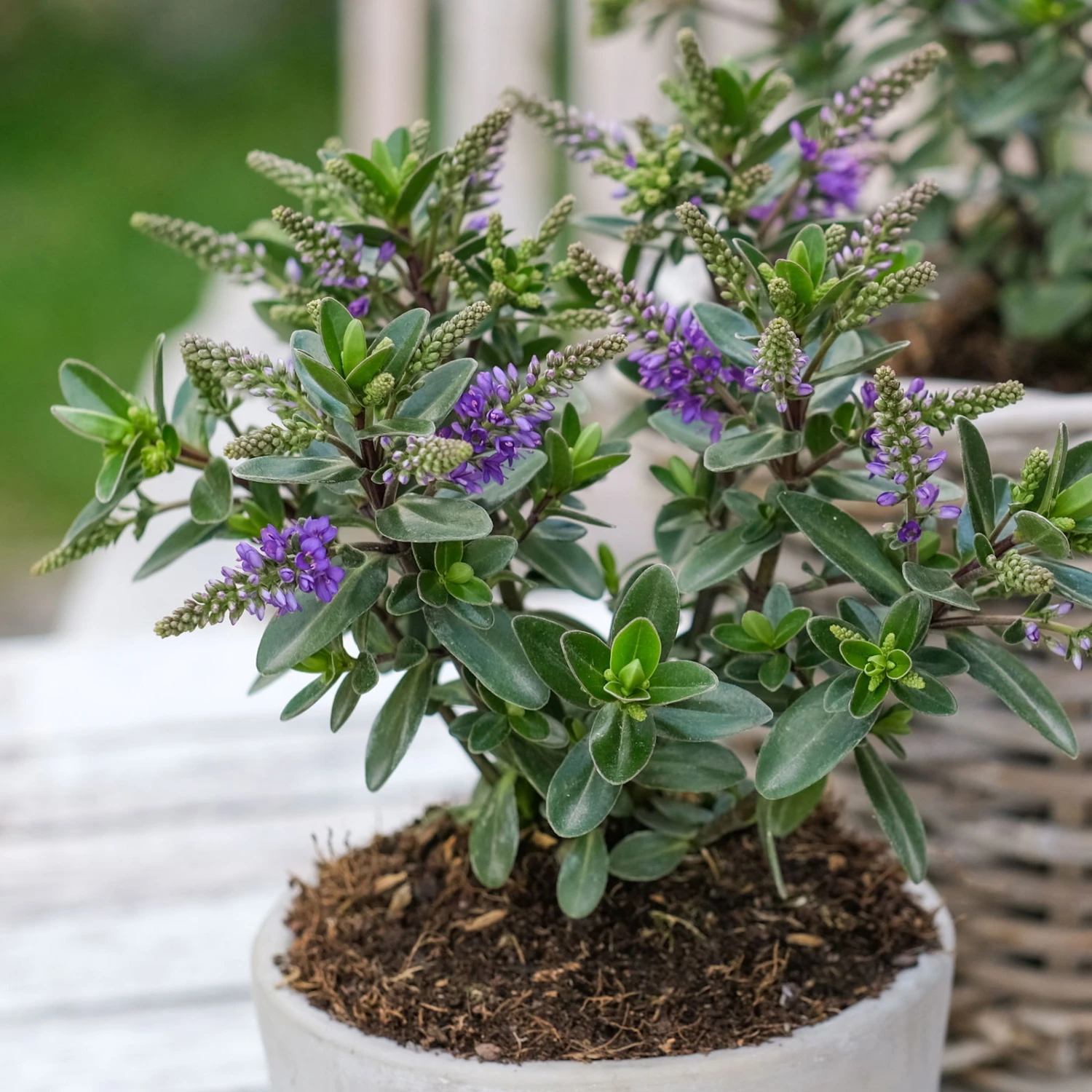 Hebe 'All Blooms®' Blau, Topf-Ø 12 Cm, 6er-Set 12 Hebe 'All Blooms®' Blau, Topf-Ø 12 Cm, 6er-Set – Bild 10