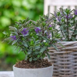 Hebe 'All Blooms®' Blau, Topf-Ø 12 Cm, 6er-Set 28 Hebe 'All Blooms®' Blau, Topf-Ø 12 Cm, 6er-Set -LECHUZA || Wagner Verkaufsgeschäft 0690190099 Koelle Hebe All Blooms T12 blau 6er Set WS 2 95612