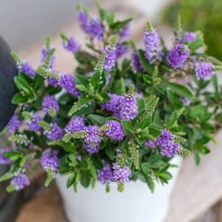 Hebe 'All Blooms®' Blau, Topf-Ø 12 Cm, 6er-Set 22 Hebe 'All Blooms®' Blau, Topf-Ø 12 Cm, 6er-Set -LECHUZA || Wagner Verkaufsgeschäft 0690190099 Koelle Hebe All Blooms T12 blau 6er Set WS 3 95611