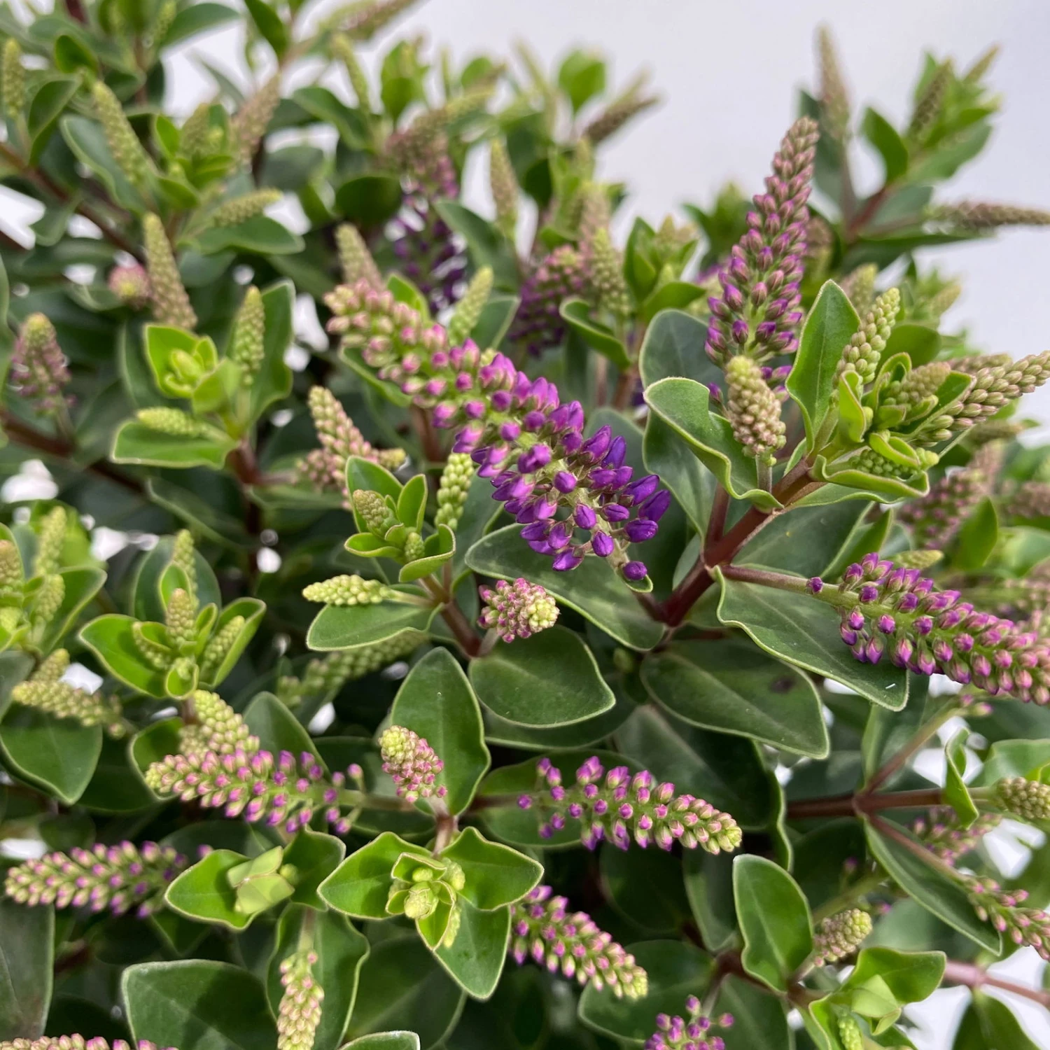 Hebe 'All Blooms®' Blau, Topf-Ø 12 Cm, 6er-Set 3 Hebe 'All Blooms®' Blau, Topf-Ø 12 Cm, 6er-Set