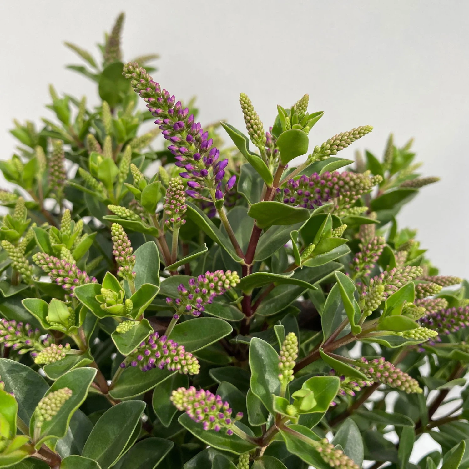 Hebe 'All Blooms®' Blau, Topf-Ø 12 Cm, 6er-Set 4 Hebe 'All Blooms®' Blau, Topf-Ø 12 Cm, 6er-Set – Bild 2