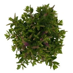 Hebe 'All Blooms®' Blau, Topf-Ø 12 Cm, 6er-Set 35 Hebe 'All Blooms®' Blau, Topf-Ø 12 Cm, 6er-Set -LECHUZA || Wagner Verkaufsgeschäft 0690190099 Koelle Hebe All Blooms T12 blau 6er Set WS 10 95729