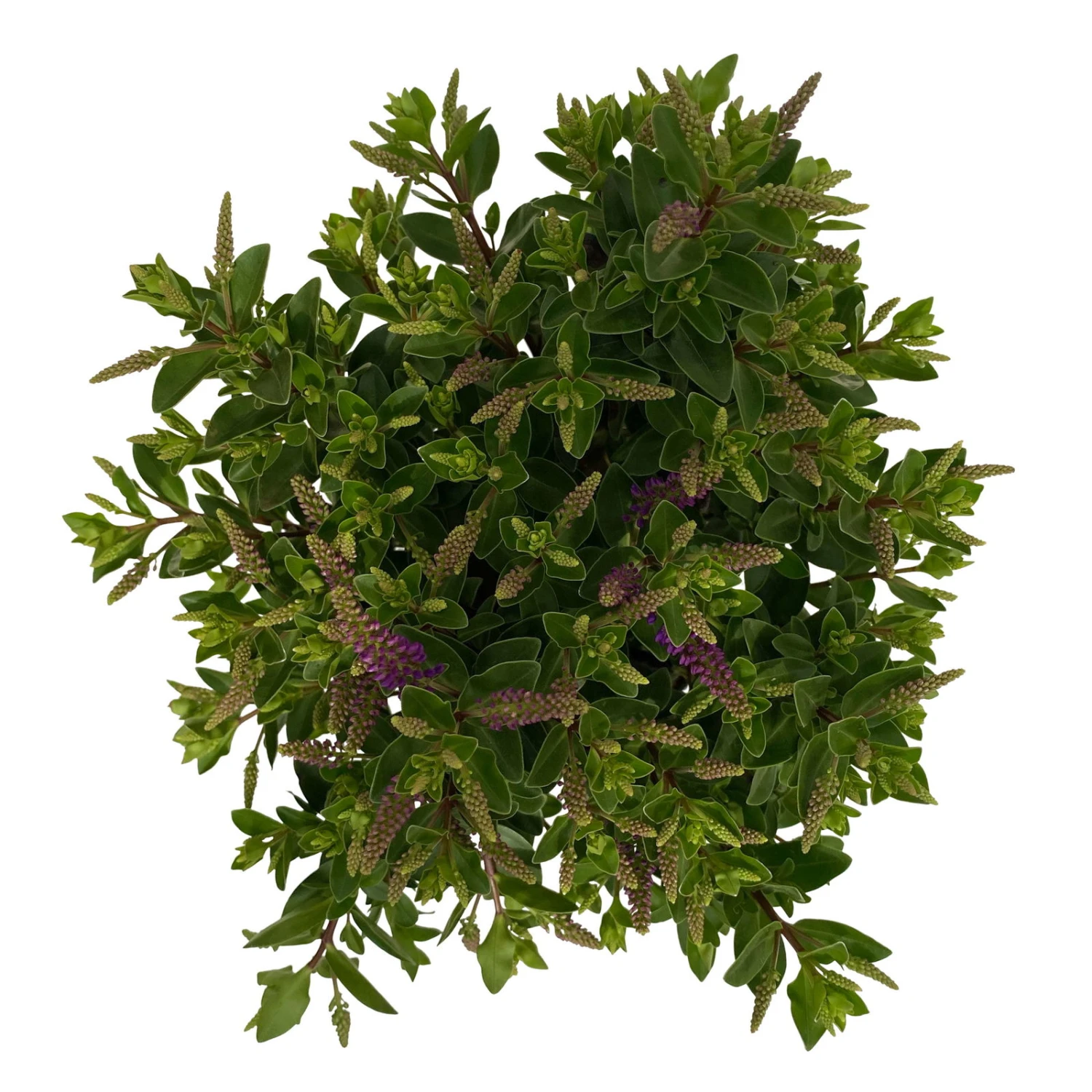 Hebe 'All Blooms®' Blau, Topf-Ø 12 Cm, 6er-Set 18 Hebe 'All Blooms®' Blau, Topf-Ø 12 Cm, 6er-Set – Bild 16