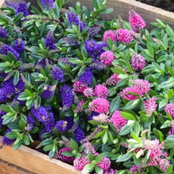 Hebe 'All Blooms®' Blau, Topf-Ø 12 Cm, 6er-Set 23 Hebe 'All Blooms®' Blau, Topf-Ø 12 Cm, 6er-Set -LECHUZA || Wagner Verkaufsgeschäft 0690190099 Koelle Hebe All Blooms T12 blau 6er Set WS 14 95606