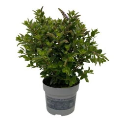 Hebe 'All Blooms®' Blau, Topf-Ø 12 Cm, 6er-Set 33 Hebe 'All Blooms®' Blau, Topf-Ø 12 Cm, 6er-Set -LECHUZA || Wagner Verkaufsgeschäft 0690190099 Koelle Hebe All Blooms T12 blau 6er Set WS 6 95727