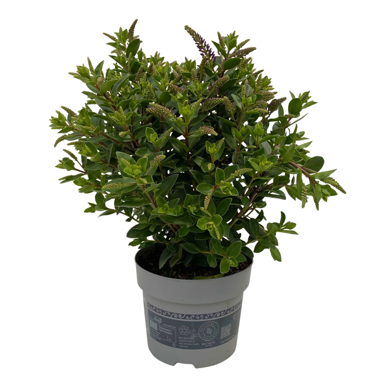 Hebe 'All Blooms®' Blau, Topf-Ø 12 Cm, 6er-Set 16 Hebe 'All Blooms®' Blau, Topf-Ø 12 Cm, 6er-Set – Bild 14