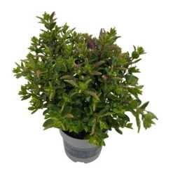 Hebe 'All Blooms®' Blau, Topf-Ø 12 Cm, 6er-Set 34 Hebe 'All Blooms®' Blau, Topf-Ø 12 Cm, 6er-Set -LECHUZA || Wagner Verkaufsgeschäft 0690190099 Koelle Hebe All Blooms T12 blau 6er Set WS 7 95728