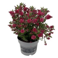 Hebe 'All Blooms®', Farbe Zufällig, Topf-Ø 17 Cm 22 Hebe 'All Blooms®', Farbe Zufällig, Topf-Ø 17 Cm -LECHUZA || Wagner Verkaufsgeschäft 0690190101 Koelle Hebe All Blooms T17 rot 2 112509