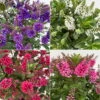 Hebe 'All Blooms®', Farbe Zufällig, Topf-Ø 17 Cm -LECHUZA || Wagner Verkaufsgeschäft 0690190102 Koelle Hebe All Blooms Farbe nach Verfuegbarkeit 112401