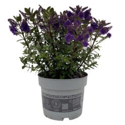Hebe 'All Blooms®', Farbe Zufällig, Topf-Ø 17 Cm 26 Hebe 'All Blooms®', Farbe Zufällig, Topf-Ø 17 Cm -LECHUZA || Wagner Verkaufsgeschäft 0690190103 Koelle Hebe All Blooms T17 blau 1 112511