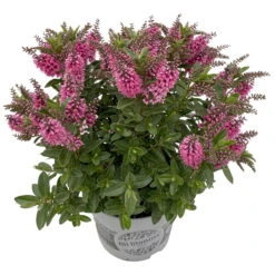 Hebe 'All Blooms®', Farbe Zufällig, Topf-Ø 17 Cm 20 Hebe 'All Blooms®', Farbe Zufällig, Topf-Ø 17 Cm -LECHUZA || Wagner Verkaufsgeschäft 0690190104 Koelle Hebe All Blooms T17 rosa 3 112514