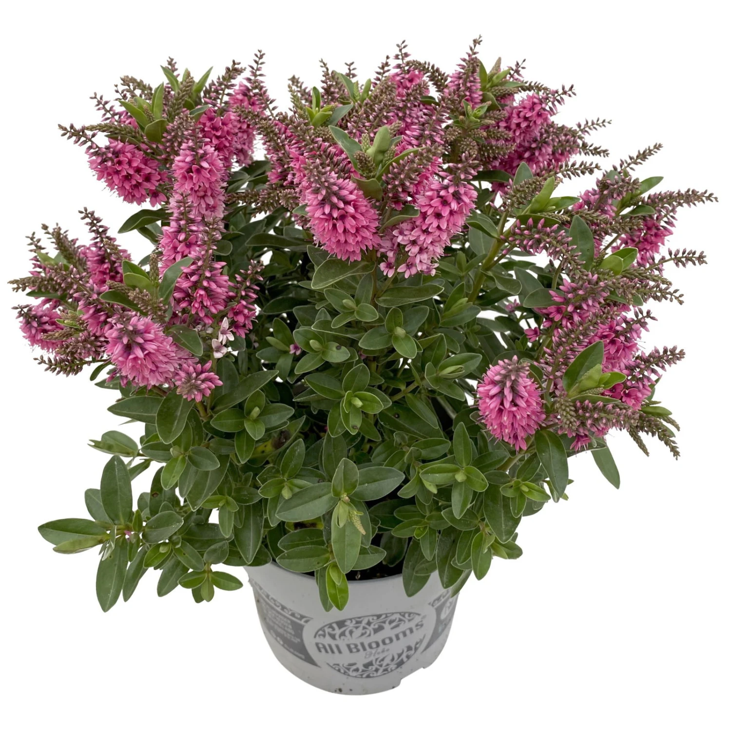 Hebe 'All Blooms®', Farbe Zufällig, Topf-Ø 17 Cm 6 Hebe 'All Blooms®', Farbe Zufällig, Topf-Ø 17 Cm – Bild 4