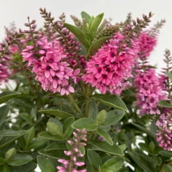 Hebe 'All Blooms®', Farbe Zufällig, Topf-Ø 17 Cm 21 Hebe 'All Blooms®', Farbe Zufällig, Topf-Ø 17 Cm -LECHUZA || Wagner Verkaufsgeschäft 0690190104 Koelle Hebe All Blooms T17 rosa 5 112389