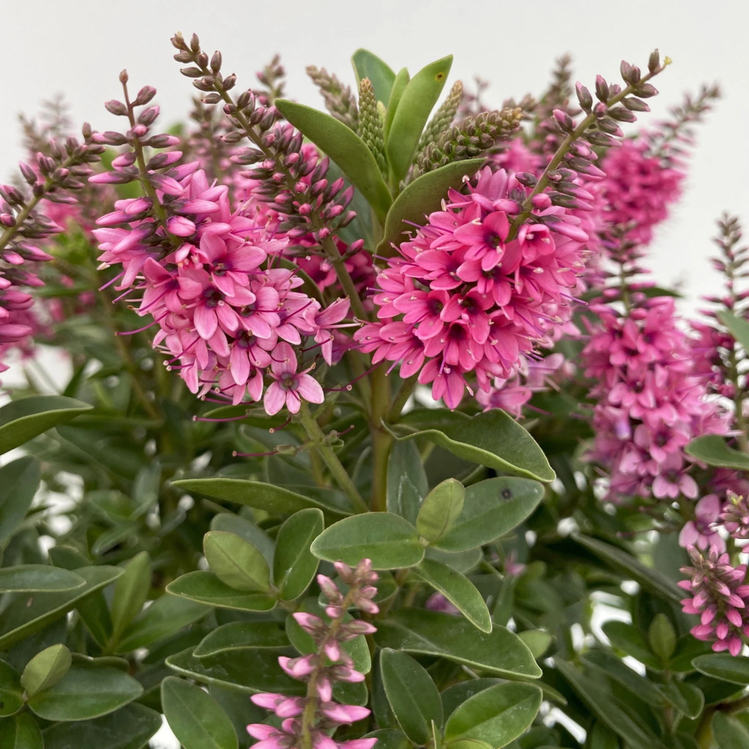 Hebe 'All Blooms®', Farbe Zufällig, Topf-Ø 17 Cm 7 Hebe 'All Blooms®', Farbe Zufällig, Topf-Ø 17 Cm – Bild 5