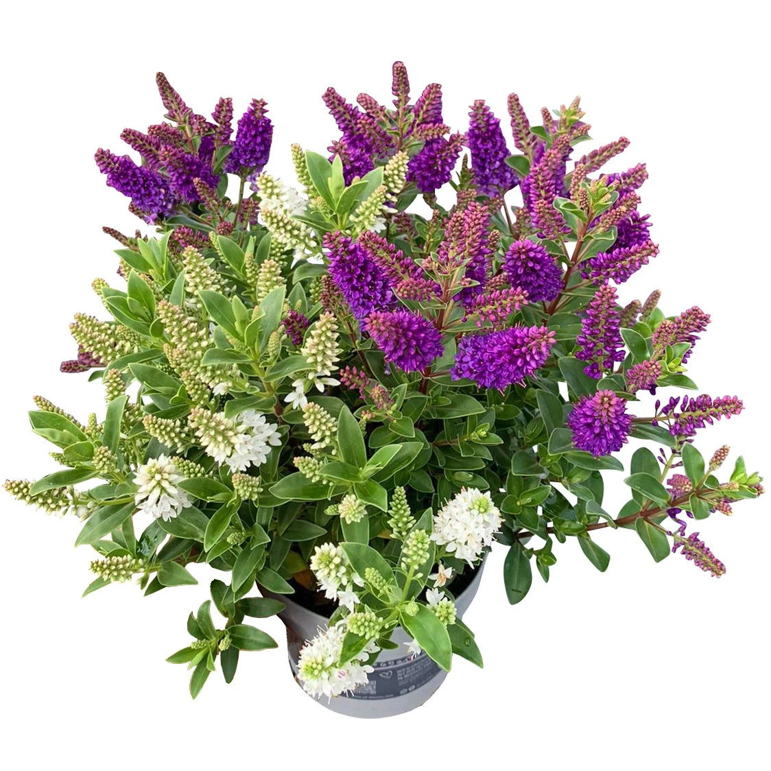 Hebe All Blooms® 'Twin', Duo Zufällig, Topf 12 Cm Ø, 3er-Set 4 Hebe All Blooms® 'Twin', Duo Zufällig, Topf 12 Cm Ø, 3er-Set – Bild 2