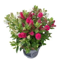 Hebe All Blooms® 'Twin', Duo Zufällig, Topf 12 Cm Ø, 3er-Set 11 Hebe All Blooms® 'Twin', Duo Zufällig, Topf 12 Cm Ø, 3er-Set -LECHUZA || Wagner Verkaufsgeschäft 0690190112 Koelle Hebe Twin All Blooms Farben nach Verfuegbarkeit 3er Set 3 112868