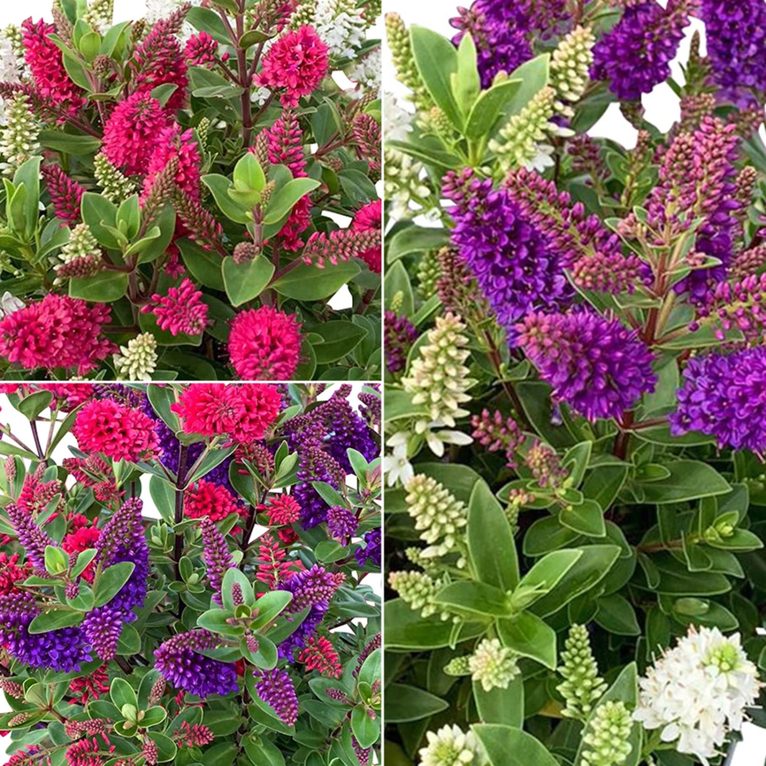 Hebe All Blooms® 'Twin', Duo Zufällig, Topf 12 Cm Ø, 3er-Set 3 Hebe All Blooms® 'Twin', Duo Zufällig, Topf 12 Cm Ø, 3er-Set