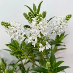 Hebe 'All Blooms®' Weiß, Topf-Ø 10,5 Cm, 6er-Set -LECHUZA || Wagner Verkaufsgeschäft 0690190155 Hebe All Blooms weiss 6er Set 3 114006