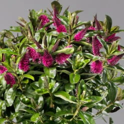 Hebe Addenda® Lila, Stämmchen, Topf-Ø 17 Cm, Höhe Ca. 60 Cm -LECHUZA || Wagner Verkaufsgeschäft 0690190217 Hebe Addenda Stamm T17 Nikka lila H60cm 3 126855