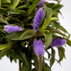 Strauchveronika Granda® Blau, Stämmchen, Topf-Ø 17 Cm, Höhe Ca. 60 Cm -LECHUZA || Wagner Verkaufsgeschäft 0690190218 Hebe Granda Stamm T17 blau H60cm ca 35cm 1 126858