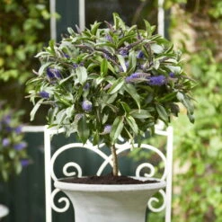 Strauchveronika Granda® Blau, Stämmchen, Topf-Ø 17 Cm, Höhe Ca. 60 Cm -LECHUZA || Wagner Verkaufsgeschäft 0690190218 Hebe Granda Stamm T17 blau H60cm ca 35cm 3 126859