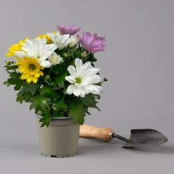 Chrysanthemen 'Trio' Weiß-gelb-rosa, Topf-Ø 12 Cm, 6er-Set -LECHUZA || Wagner Verkaufsgeschäft 0691110105 Chrysanthemum indicum Trio T12 einfach bl weiss gelb rosa 6er Set 2 126823