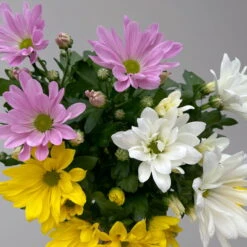 Chrysanthemen 'Trio' Weiß-gelb-rosa, Topf-Ø 12 Cm, 6er-Set -LECHUZA || Wagner Verkaufsgeschäft 0691110105 Chrysanthemum indicum Trio T12 einfach bl weiss gelb rosa 6er Set 5 126821