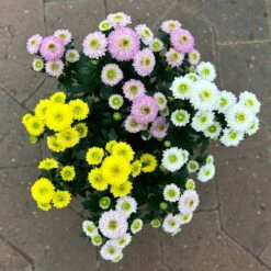 Chrysantheme Trio 'Calimero Carneval' Weiß-gelb-rosa, Gefüllt, Topf-Ø 12cm -LECHUZA || Wagner Verkaufsgeschäft 0691110106 Chrysanthemum indicum Trio T12 Calimero Carneval 6er Set 1 126825