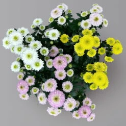 Chrysantheme Trio 'Calimero Carneval' Weiß-gelb-rosa, Gefüllt, Topf-Ø 12cm -LECHUZA || Wagner Verkaufsgeschäft 0691110106 Chrysanthemum indicum Trio T12 Calimero Carneval 6er Set 2 126828