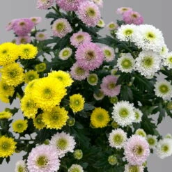 Chrysantheme Trio 'Calimero Carneval' Weiß-gelb-rosa, Gefüllt, Topf-Ø 12cm -LECHUZA || Wagner Verkaufsgeschäft 0691110106 Chrysanthemum indicum Trio T12 Calimero Carneval 6er Set 3 126826