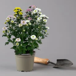 Chrysantheme Trio 'Calimero Carneval' Weiß-gelb-rosa, Gefüllt, Topf-Ø 12cm -LECHUZA || Wagner Verkaufsgeschäft 0691110106 Chrysanthemum indicum Trio T12 Calimero Carneval 6er Set 5 126827