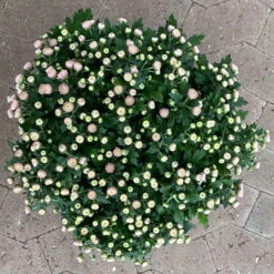 Chrysanthemen Rosa Busch, Topf-Ø 14 Cm, 4er-Set -LECHUZA || Wagner Verkaufsgeschäft 0691140044 Chrysanthemum multiflora Busch T14 rosa 4er Set 2 126933