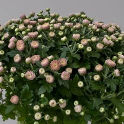 Chrysanthemen Rosa Busch, Topf-Ø 14 Cm, 4er-Set -LECHUZA || Wagner Verkaufsgeschäft 0691140044 Chrysanthemum multiflora Busch T14 rosa 4er Set 5 126932