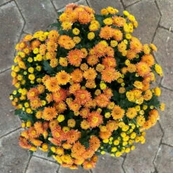 Chrysanthemen Rot, Busch, Topf-Ø 14 Cm, 4er-Set 13 Chrysanthemen Rot, Busch, Topf-Ø 14 Cm, 4er-Set -LECHUZA || Wagner Verkaufsgeschäft 0691140048 Chrysanthemum multiflora Busch T14 rot 4er Set 1 126953