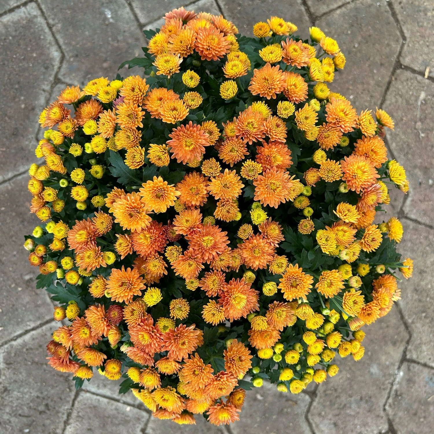 Chrysanthemen Rot, Busch, Topf-Ø 14 Cm, 4er-Set 6 Chrysanthemen Rot, Busch, Topf-Ø 14 Cm, 4er-Set – Bild 4