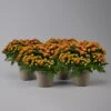Chrysanthemen Rot, Busch, Topf-Ø 14 Cm, 4er-Set 2 Chrysanthemen Rot, Busch, Topf-Ø 14 Cm, 4er-Set -LECHUZA || Wagner Verkaufsgeschäft 0691140048 Chrysanthemum multiflora Busch T14 rot 4er Set 5 126950
