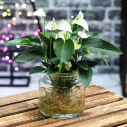 Anthurie 'Water Roots' Weiß In Glasvase 12cm Ø, Ohne Erde