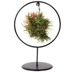 Tillandsia 'Magic Ball' In Rundem Metallgestell, 17cm Ø -LECHUZA || Wagner Verkaufsgeschäft 1530102423 Tillandsia Ring Magic Ball rund 2 86441