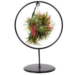 Tillandsia 'Magic Ball' In Rundem Metallgestell, 17cm Ø -LECHUZA || Wagner Verkaufsgeschäft 1530102423 Tillandsia Ring Magic Ball rund 3 86439