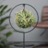 Tillandsia 'Magic Ball' In Rundem Metallgestell, 17cm Ø -LECHUZA || Wagner Verkaufsgeschäft 1530102423 Tillandsia Ring Magic Ball rund 100083