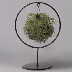 Tillandsia 'Magic Ball' In Rundem Metallgestell, 17cm Ø -LECHUZA || Wagner Verkaufsgeschäft 1530150012 Tillandsia Ring Magic Ball rund 1 115571