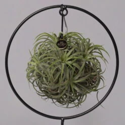 Tillandsia 'Magic Ball' In Rundem Metallgestell, 17cm Ø -LECHUZA || Wagner Verkaufsgeschäft 1530150012 Tillandsia Ring Magic Ball rund 2 115572