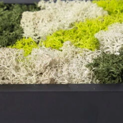 Rundes Moosbild Mit Schwarzem Rahmen, 38 Cm Ø -LECHUZA || Wagner Verkaufsgeschäft 1530150084 Moosbild rund 38 cm 2 115776