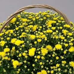 Chrysantheme Gelb Im Henkelkorb, Topf-Ø 19 Cm -LECHUZA || Wagner Verkaufsgeschäft 1530200293 Chrysanthemum im Henkelkorb 19 21 gelb 2 126597