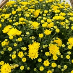 Chrysantheme Gelb Im Henkelkorb, Topf-Ø 19 Cm -LECHUZA || Wagner Verkaufsgeschäft 1530200293 Chrysanthemum im Henkelkorb 19 21 gelb 1 126598