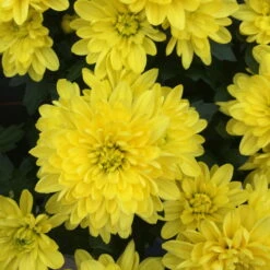 Chrysantheme Gelb Im Henkelkorb, Topf-Ø 19 Cm -LECHUZA || Wagner Verkaufsgeschäft 1530200293 chrysanthemum in henkelkorb gelb bluete 68789