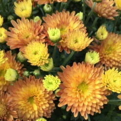 Chrysantheme Bronze Im Henkelkorb, Topf-Ø 19 Cm -LECHUZA || Wagner Verkaufsgeschäft 1530200294 chrysanthemum in henkelkorb bronze bluete 68787